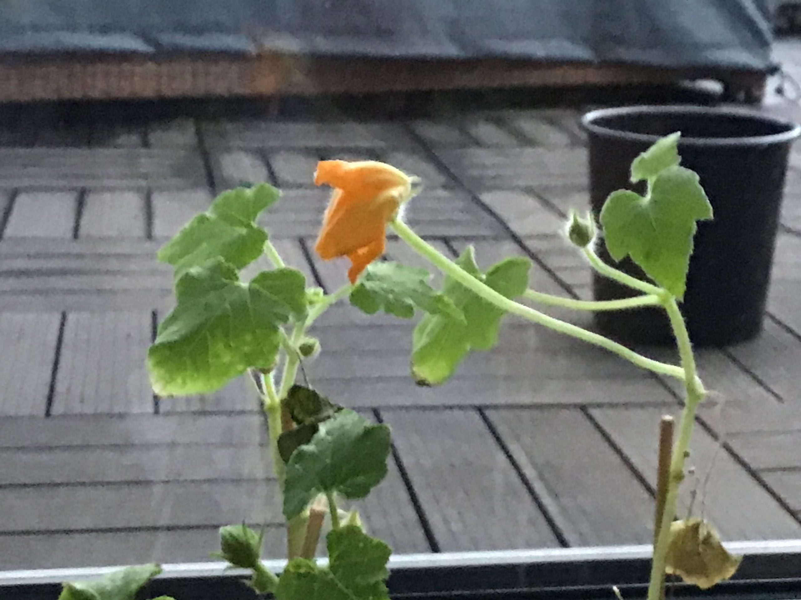 Tomatenblüte